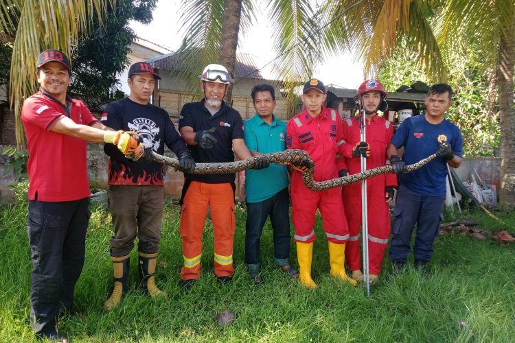 Mangsa Ternak dan Resahkan Warga, Petugas Damkar Tanjungbalai Tangkap Ular Sanca Sepanjang 3 Meter