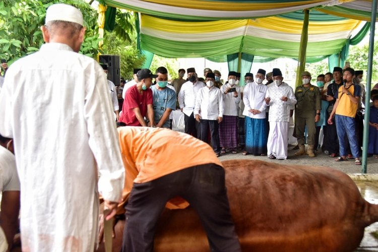 Idul Adha 1443 Hijriah, Gubernur Edy Kurbankan 9 Ekor Sapi