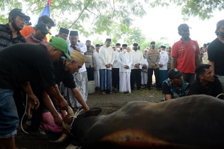 Pakai Dana Pribadi, ASN Pemprov Sumut Kurbankan 144 Ekor Sapi dan 3 Ekor Kambing