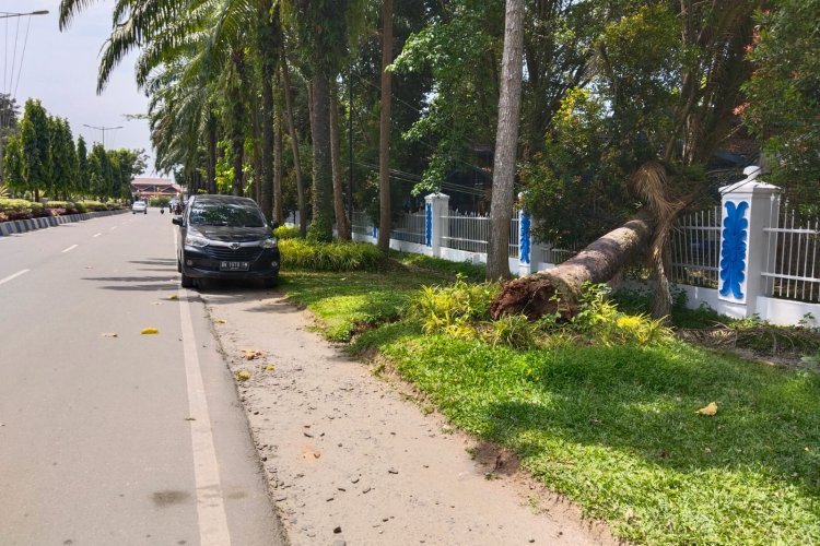 Ancam Keselamatan, Warga Minta Pohon Sawit di Kompleks Pemkab Deli Serdang Ditebang