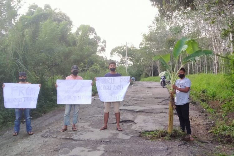 Kesal dengan Janji Mantan Bupati Tapsel, Warga Tanam Batang Pisang di Jalan Rusak