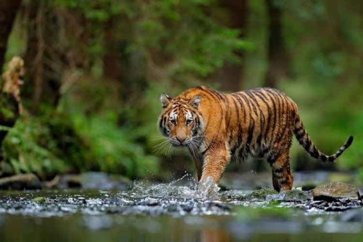 Lembu Warga Dimangsa Harimau Sumatera di Langkat