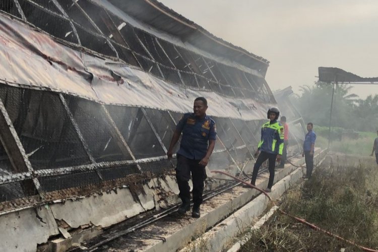 Kebakaran Kandang di Kecamatan Pegajahan, Ribuan Ayam Mati Terpanggang