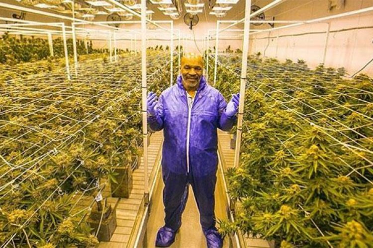 Bisnis Ganja Mike Tyson Melaju Pesat, Dipasarkan ke 24 Negara Bagian