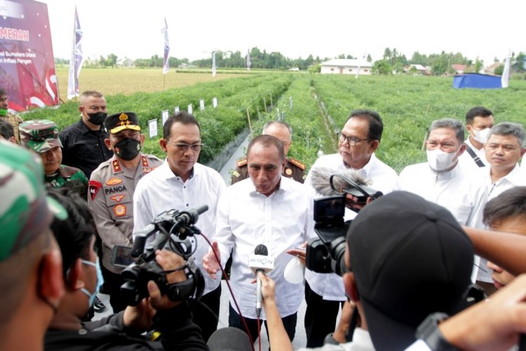 Cabai Turun Menjadi Rp 45 ribu/Kg, Pemprov Sumut Terus Jaga Stabilitas Harga