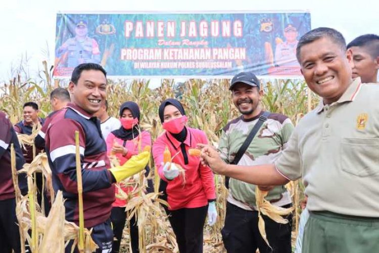 Bentuk Ketahanan Pangan, Polres Subulussalam Panen Jagung Sebanyak 2 Ton