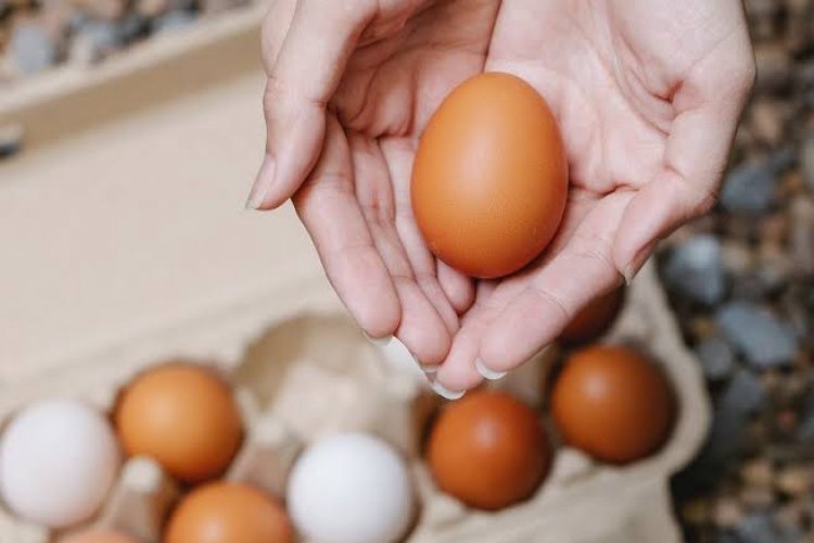 Harga Telur Ayam Mulai Terpantau Turun