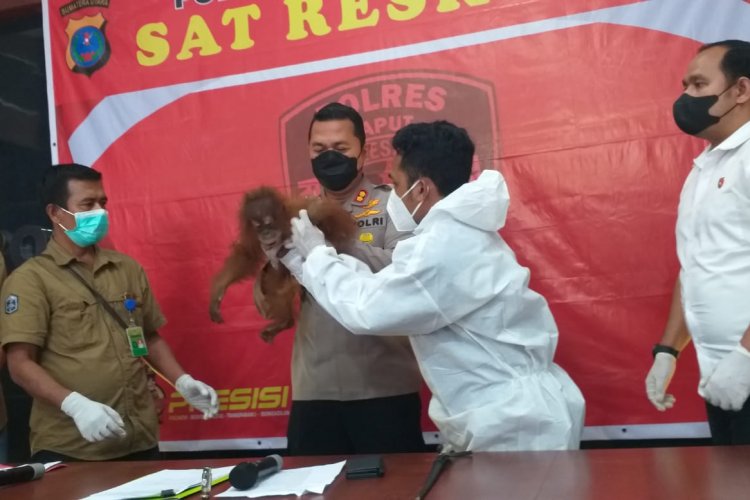 Satu Individu Pongo Tapanuliensius di Serahkan Polres Taput ke BKSDA