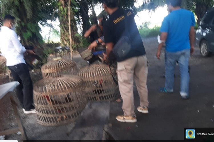 Lokasi Judi Sabung Ayam di Sukadamai Sergai Digrebek Polisi