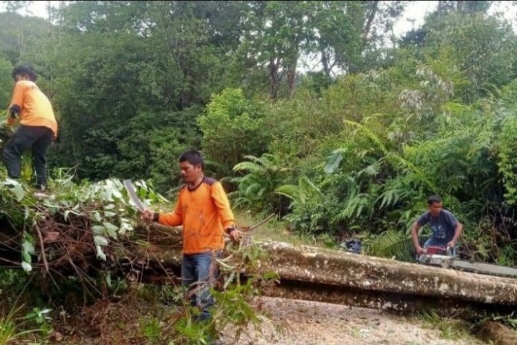 BPBD Pakpak Bharat Bersihkan Pohon Tumbang, Jalan Lagan-Pagindar Sudah Dapat Dilalui
