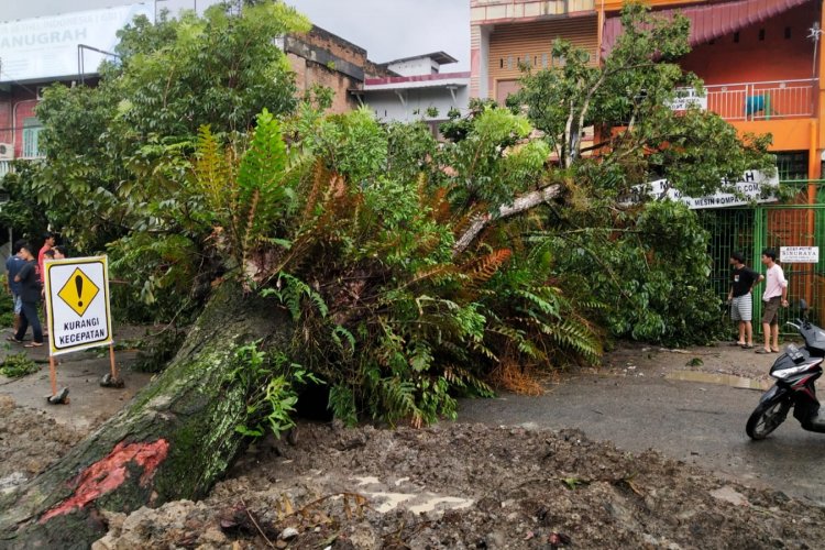 Sempat Tutupi Arus Jalan, Pohon Tumbang Berhasil Dievakuasi Polantas dan Warga