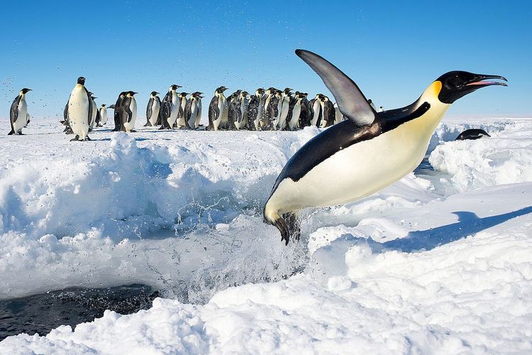 Akibat Pemanasan Global, Hewan dan Tumbuhan di Antartika Terancam Punah Tahun 2100