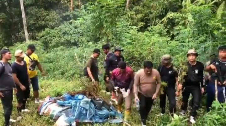 Menempuh Perjalanan 7 Jam, Polisi Temukan 8 Ha Ladang Ganja di Madina