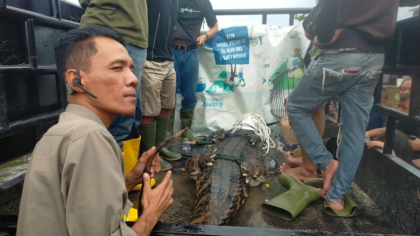 Takut Lepas di Musim Banjir, Buaya Sepanjang 2,5 meter Diserahkan ke BKSDA Sumut