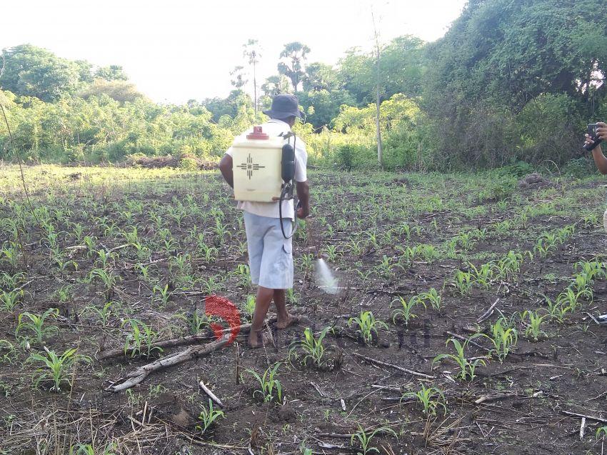 Hama Ulat Mulai Menyerang Tanaman Jagung Milik Petani di Lembata