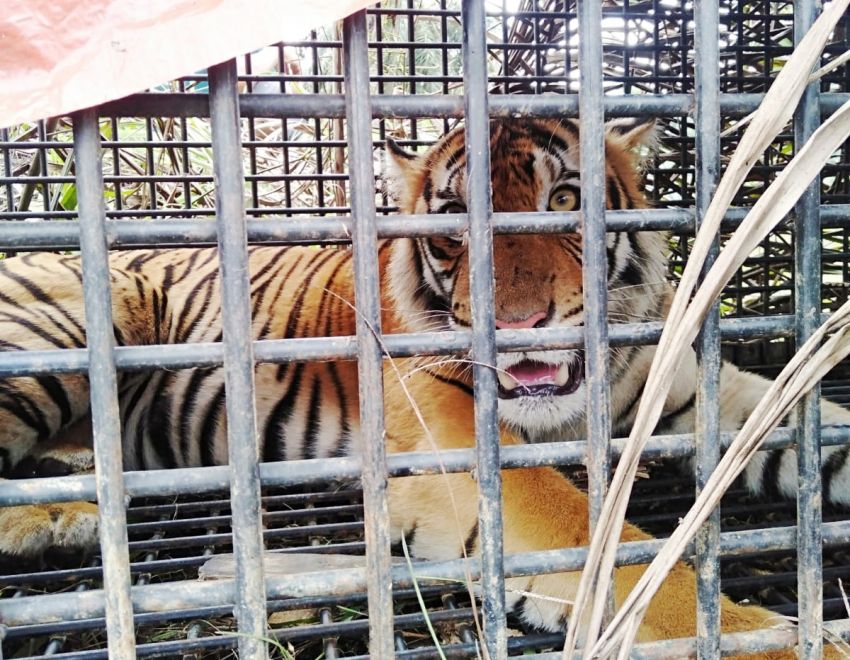 Masuk Perangkap, Seekor Harimau Sumatera Berhasil Dievakuasi di Langkat