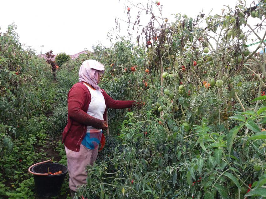 Musim Hujan, Harga Sayur Masih Fluktuasi dan Terancam Gagal Panen