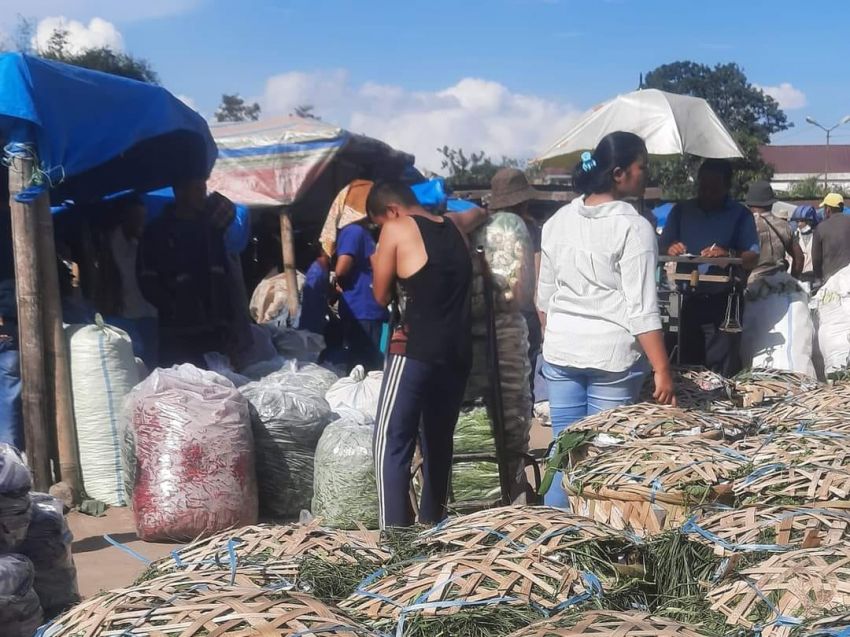 Petani Karo Masih Meraup Untung dari Faktor Cuaca