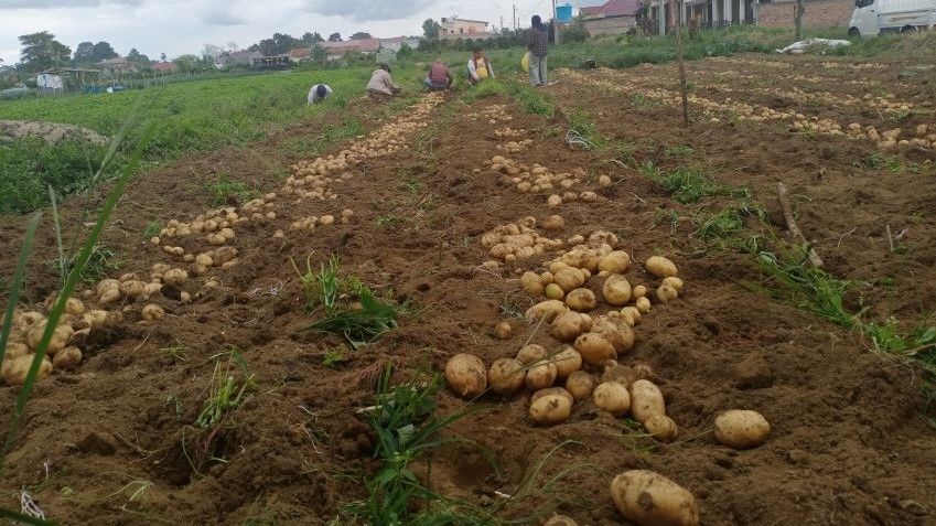 Harga Sayur Mayur Penutup Tahun Masih Melambung di Karo