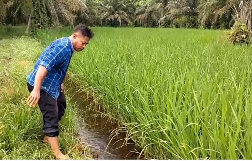 Saluran Air Anak Sungai Tersumbat, Ratusan Hektar Sawah Petani Gagal Panen