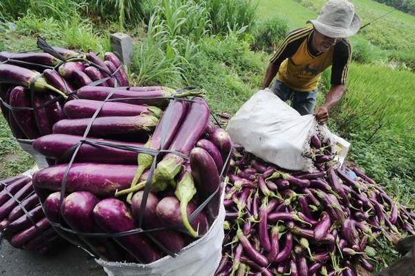 Terong Mahal, Petani Sedikit yang Menanam