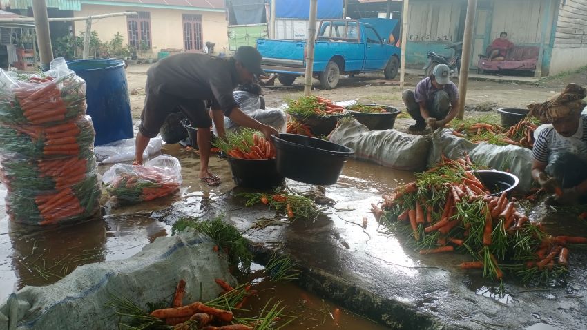 Harga Wortel Tetap Bertahan di Atas Awan