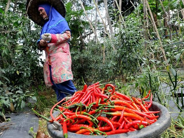 Harga Cabai Masih Pedas