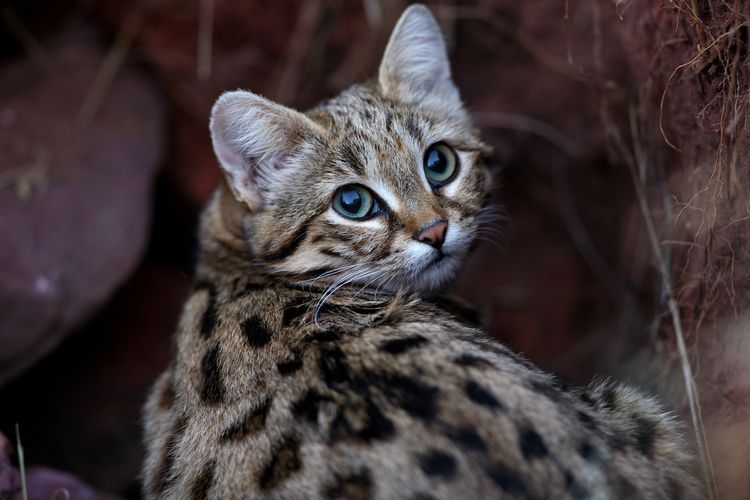 Kalahkan Macan Tutul dalam Berburu, Gyra Kucing Paling Mematikan di Dunia