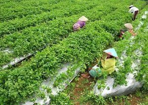 Harga Daun Seledri Turun Jadi Rp5.000 Per Kilogram