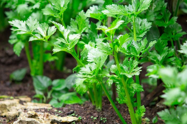 Kabar Baik, Harga Daun Seledri Sudah Turun