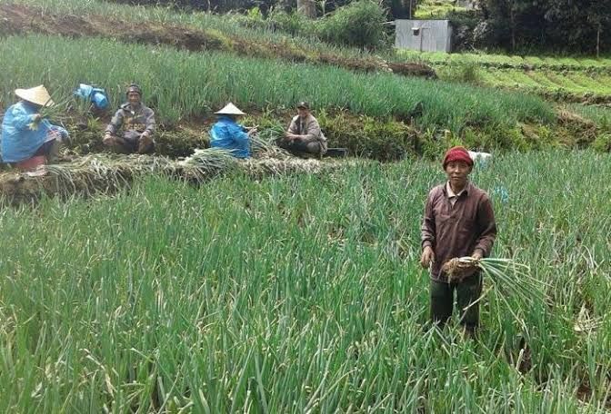 Harga Daun Bawang Alami Penurunan