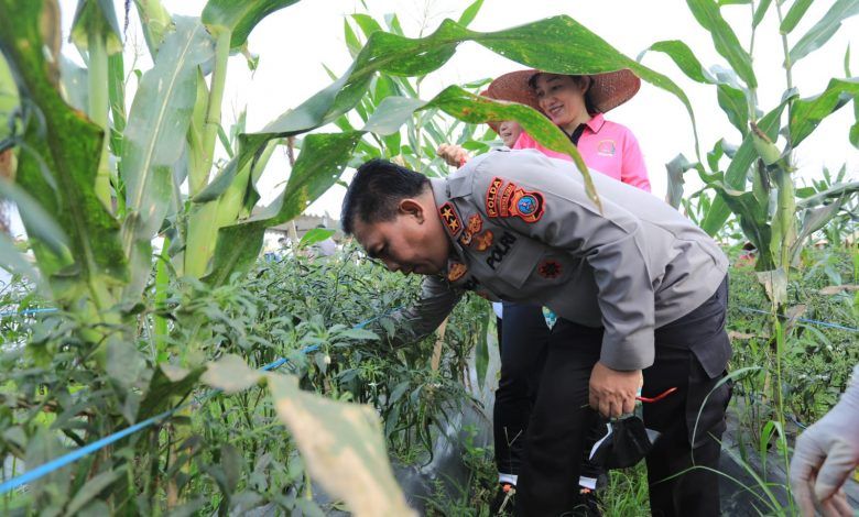 Polda Sumut Panen Perdana Jagung dan Cabai Merah Organik