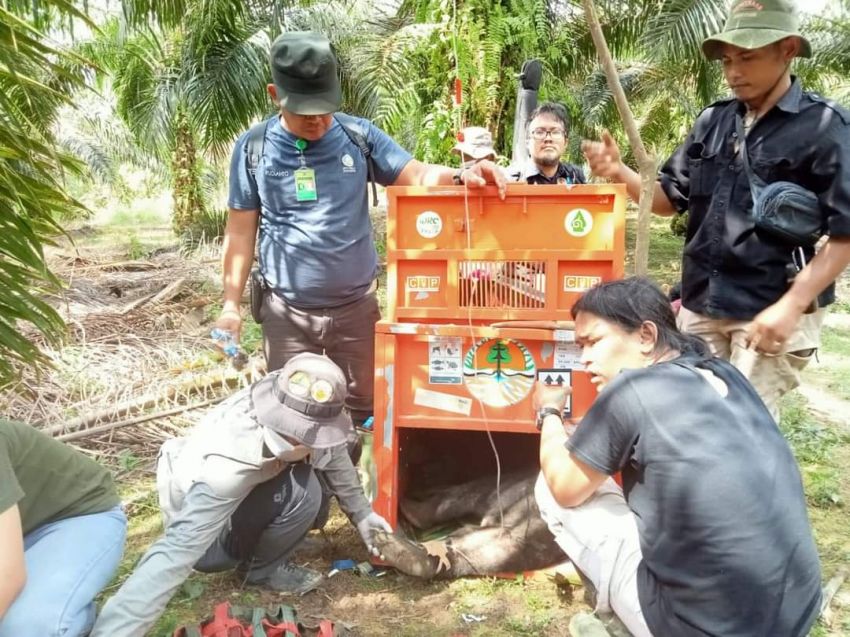 Terkena Jerat, Sepasang Beruang di Resor Cinta Raja Berhasil Diselamatkan