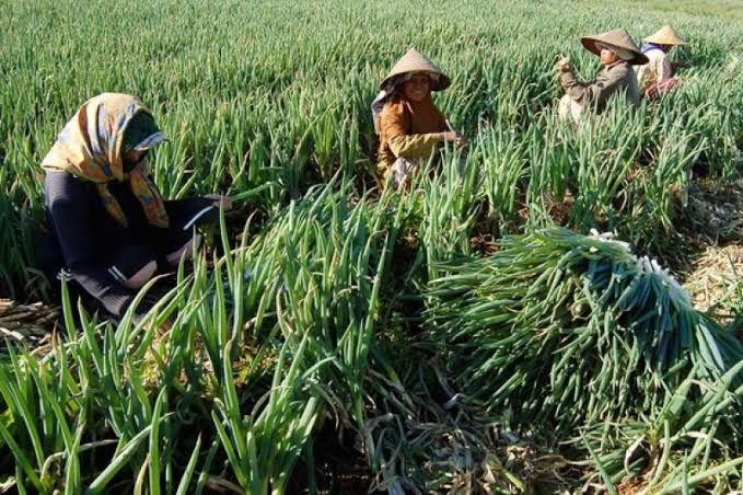 Daun Bawang Rp28.000 Per Kilogram