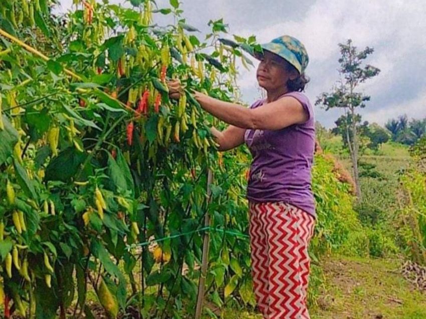 Petani Karo Berharap Harga Sayur Mayur Kembali Naik