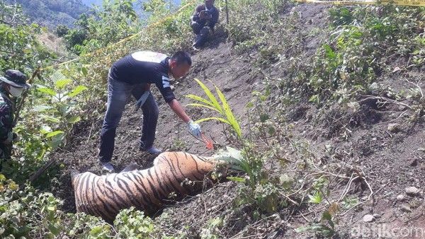 Terjerat Kawat, Satu Harimau Sumatera Mati di Kawasan Gunung Aceh Selatan