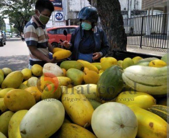 Timun Suri Hiasi Jalan Jendral Sudirman Pemalang