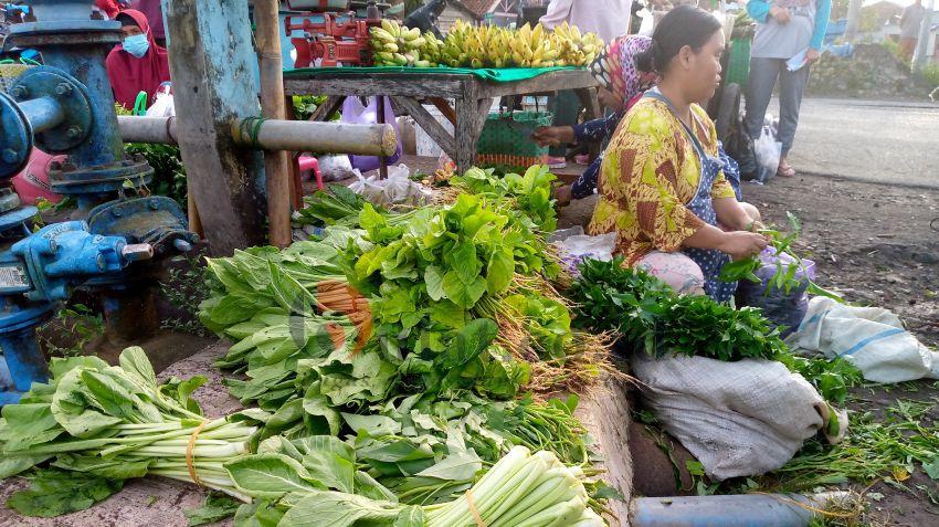 Daun Genjer Tumbuh Subur di Kampung Mengoneng