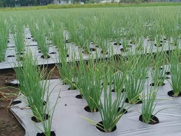 Harga Sayur Mayur di Karo Melonjak Naik