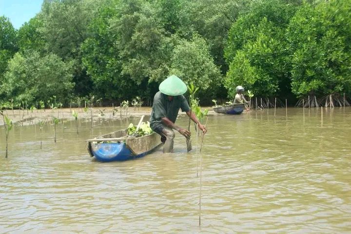 Hutan Mangrove di Pemalang Berpotensi Dikembangkan Jadi Obyek Wisata