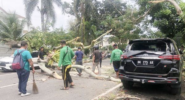 Tertimpa Pohon, Dua Mobil Pengunjung RS Stella Maris Ringsek di Pinggir Jalan