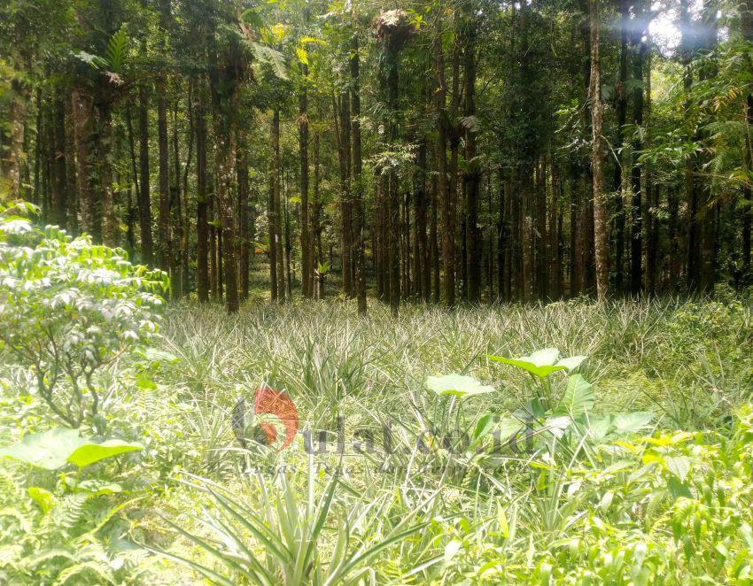 Tanam Nanas di Bawah Pohon Damar Perhutani, Petani Akui Hasilnya Kurang Bagus