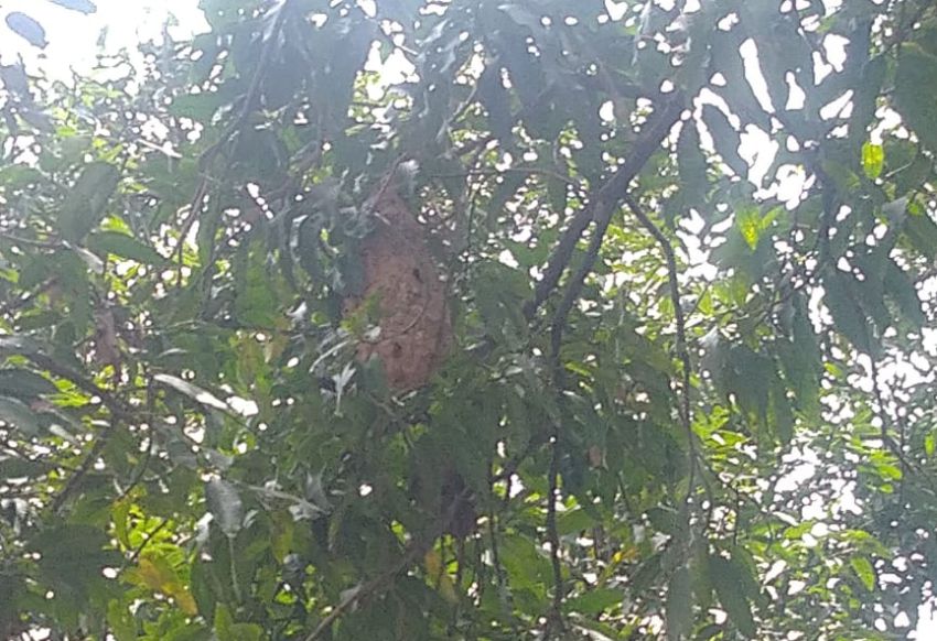 Waspada!!! Tawon Pembunuh Bersarang di Halaman Kantor Camat Randudongkal