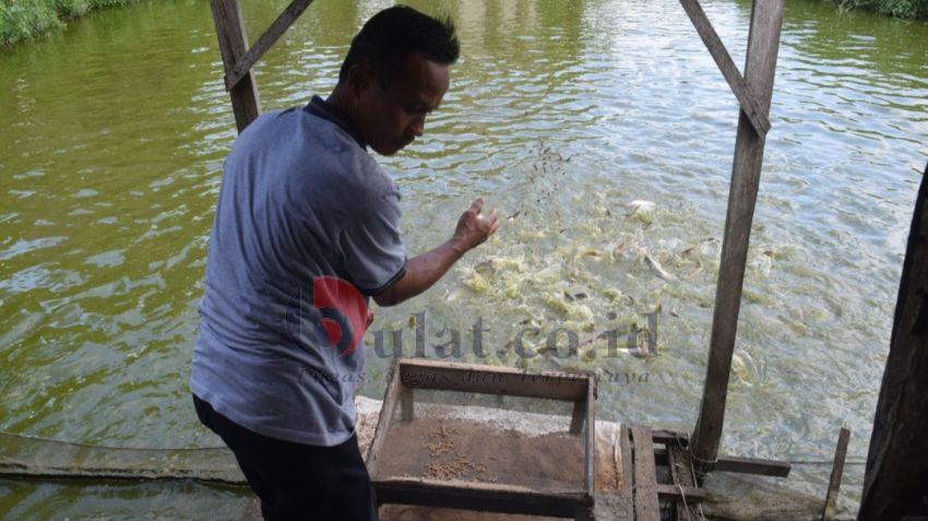 Geliat Budidaya Ikan Patin di Kota Amuntai, Sasar Pasar Hingga Kaltim dan Kalbar