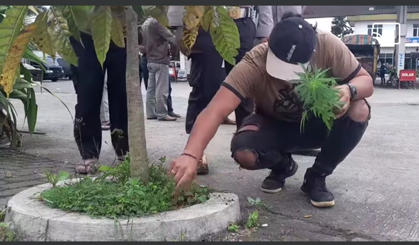 Diduga Tiga Batang Ganja di Area SPBU Halilintar Dicabut