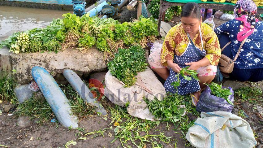 Daun Genjer Tumbuh Liar di Areal Persawahan, Ini Beberapa Manfaatnya