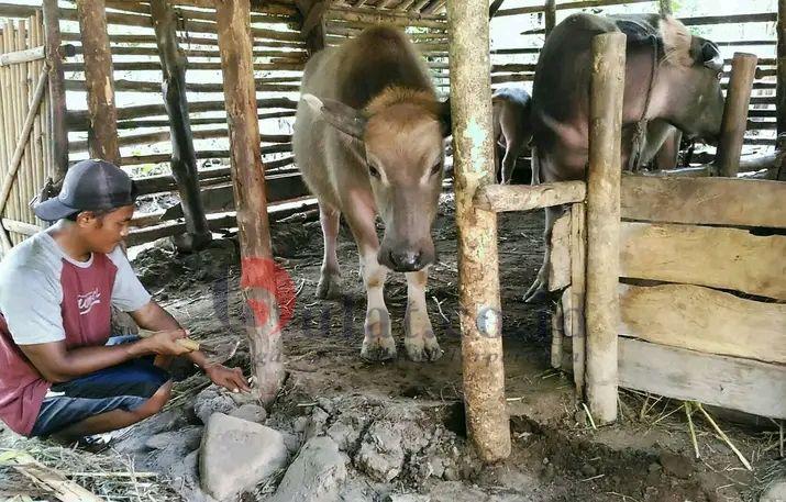 Desa Pegongsoran Jadi Desa Pemasok Daging Kerbau di Pemalang