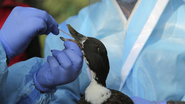 Belum Ada Kasus Flu Burung yang Menular ke Manusia di Indonesia