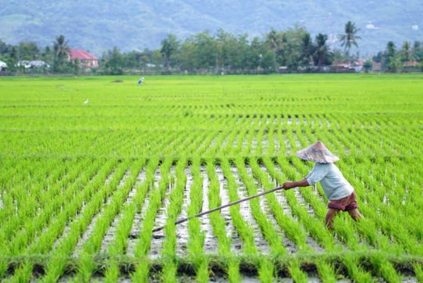 Petani di Deliserdang Keluhkan Anjloknya Harga Gabah