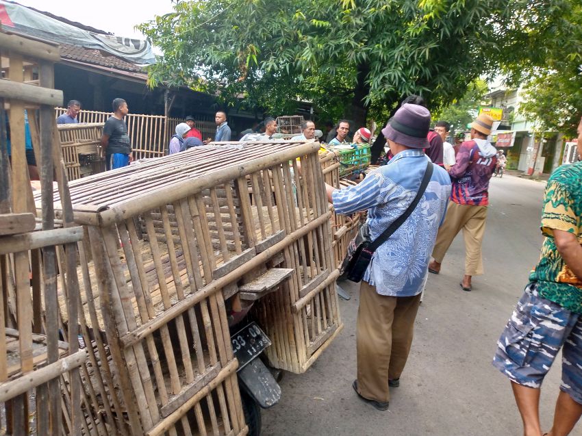 Harga Ayam Kampung di Pemalang Melonjak Drastis